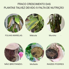 Solução Nutritiva de Fertilizantes Líquidos para Cultivo Hidropônico de Flores Nutrientes