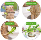 Planta em Vaso - Portal do Dragão Dourado - Abundância e Prosperidade